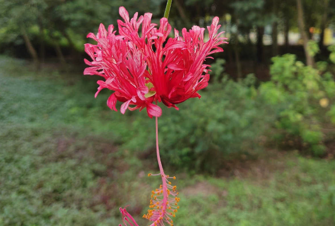 吊燈花根腐病出現(xiàn)的原因 ？