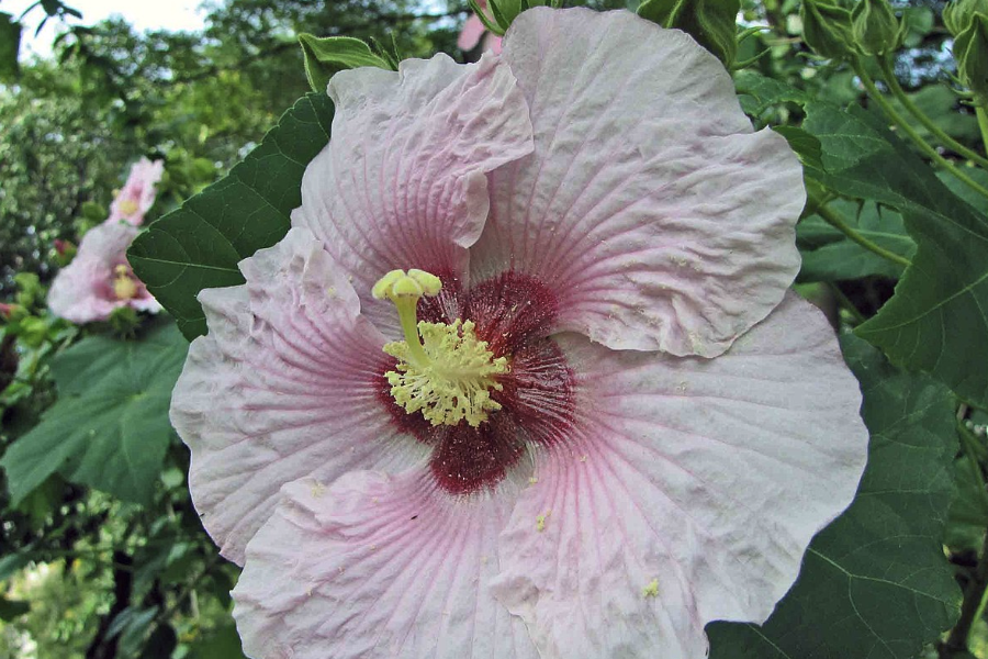 山芙蓉是什么植物，有什么形態特點?