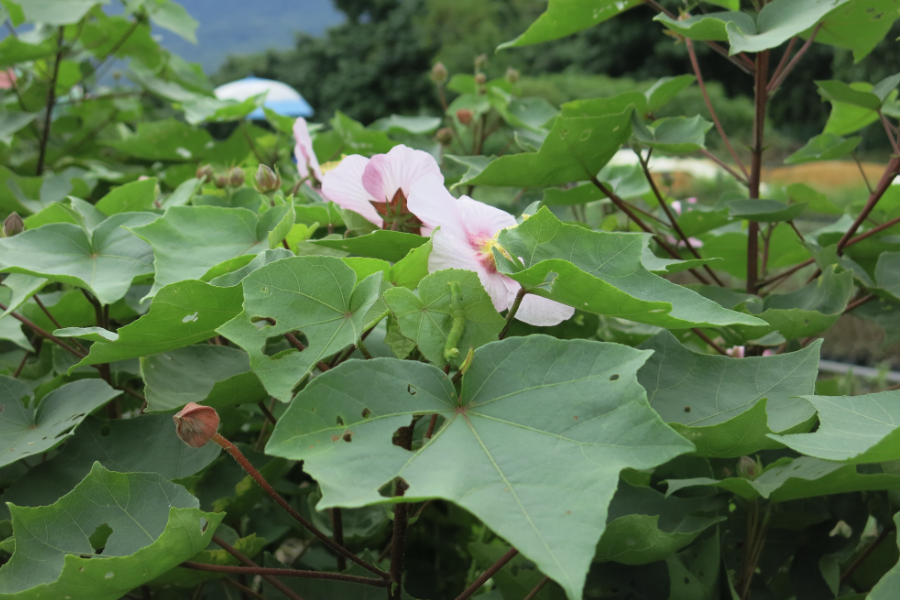 山芙蓉是什么植物，有什么形態特點?