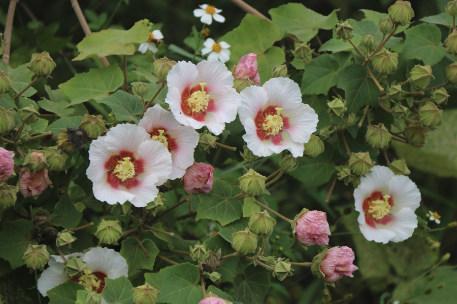 山芙蓉的生態(tài)習(xí)性介紹?