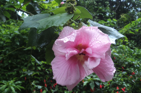 三醉芙蓉種子培育和催芽方法 ？