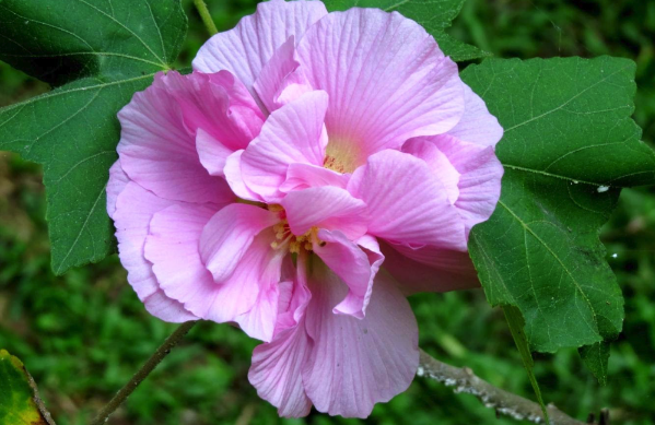 三醉芙蓉對土壤和溫度有什么要求 ?