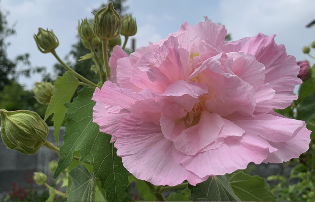 三醉芙蓉分布在哪些地區，有什么生態習性 ?