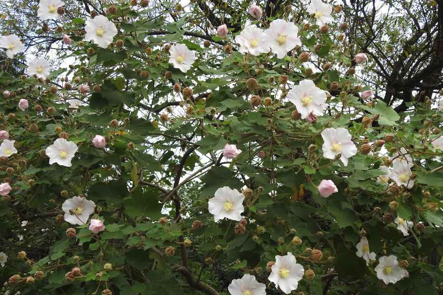 山芙蓉怎么防治蚜蟲?