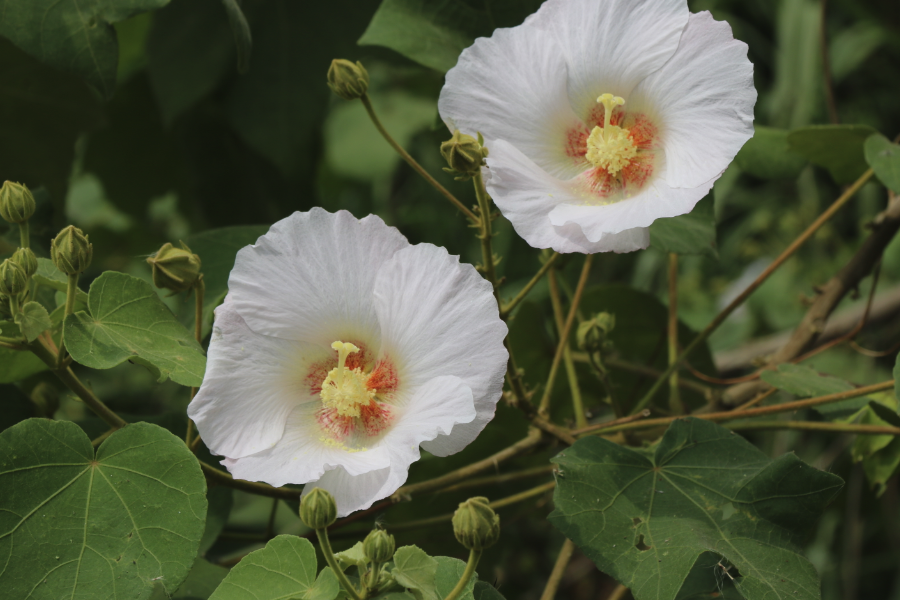 山芙蓉發生黑斑病的原因?