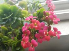 <strong>長壽花與風水：植物與居家環境的和諧共生 </strong>