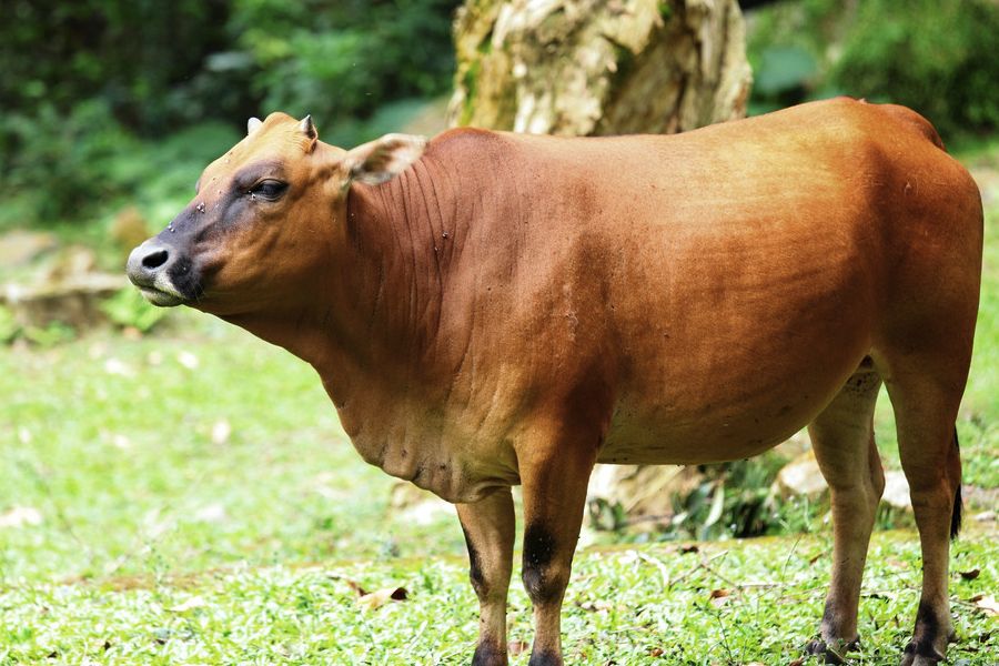 感染性蛋白質飼料怎么進行消毒處理?