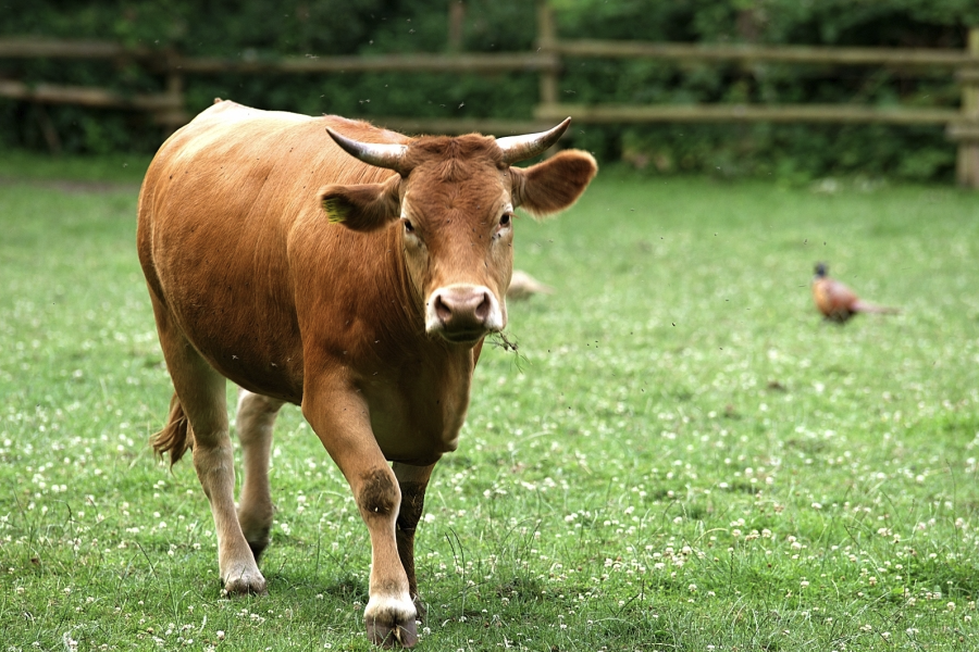 感染性蛋白質(zhì)飼料是什么?