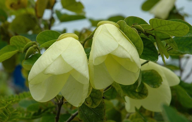 黃花羊蹄甲的種子催芽和培養方法 ？