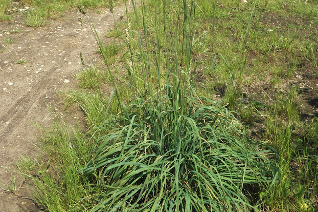 鴨茅的種植土壤怎么改良？