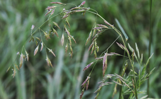 葦狀羊茅對生長環(huán)境有什么要求?