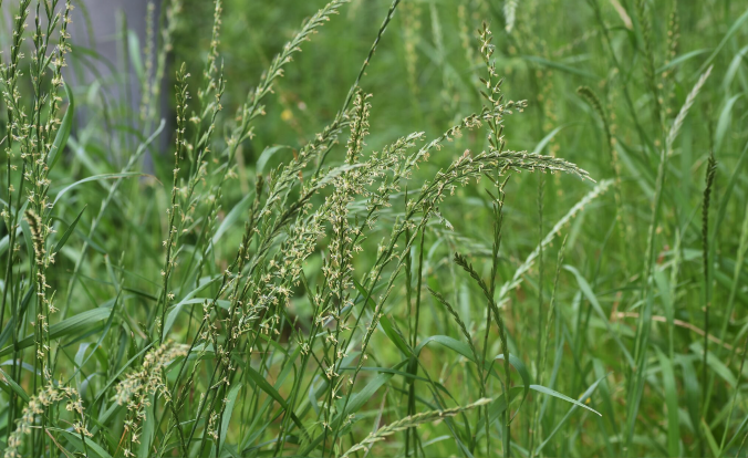 禾本科類牧草的粗纖維含量如何?