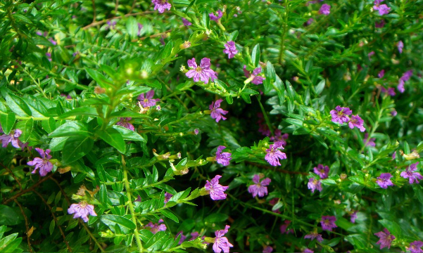 細葉萼距花高海拔地區可以種植嗎？