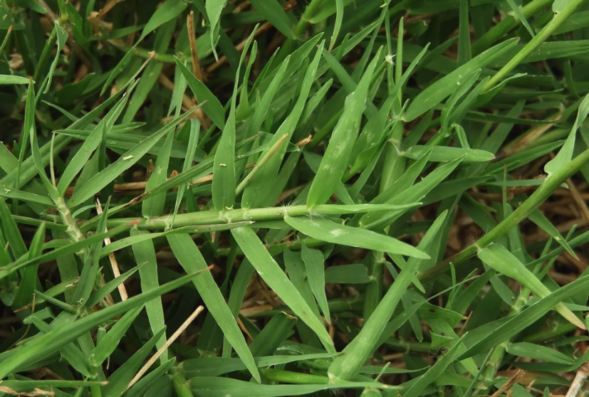 風(fēng)沙地區(qū)可以種植百喜草嗎？