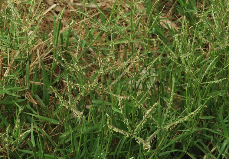 風(fēng)沙地區(qū)可以種植百喜草嗎？