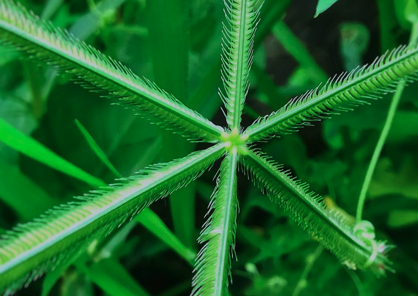 貧瘠地區怎么提高百喜草繁殖速度？