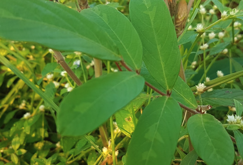 貓尾草需要噴施什么農藥？