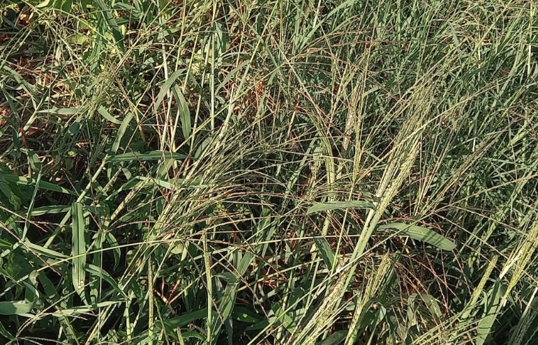 馬唐干草料的飼喂價值怎么樣？