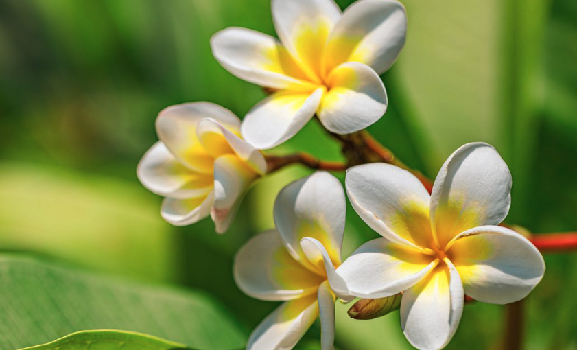 緬梔（Plumeria）的修剪時機和技巧？