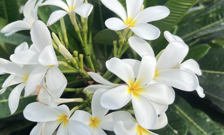 緬梔（Plumeria）的修剪時機和技巧？