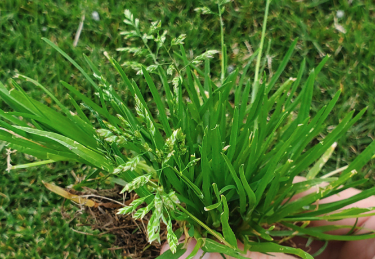 怎么根據日照條件選擇牧草種植？