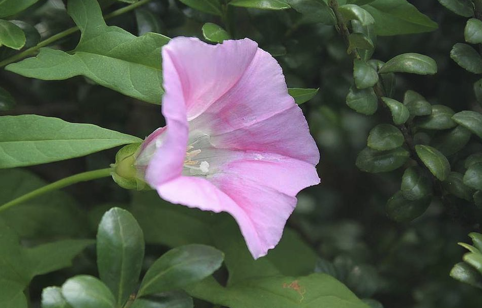 打碗花分根時(shí)需要注意什么?