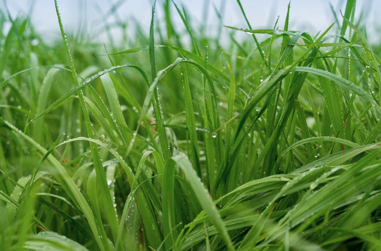 牧草土壤施用尿素有什么好處？