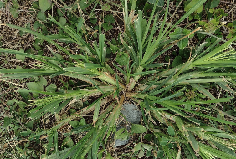 牛筋草可以飼喂哪些牲畜？