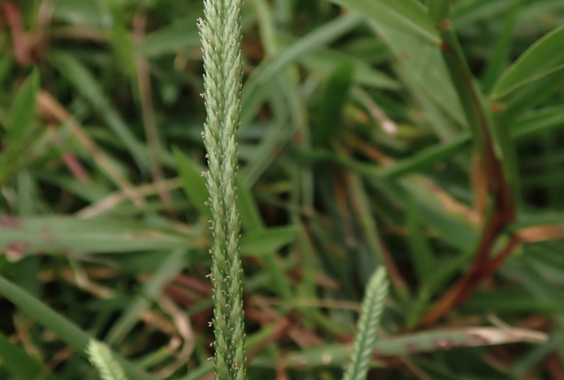 牛筋草可以抗菌消炎嗎?