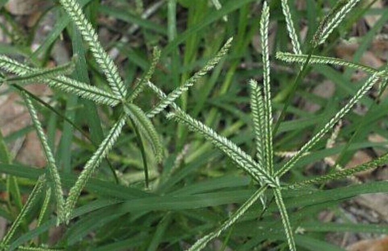 牛筋草可以飼喂哪些牲畜?