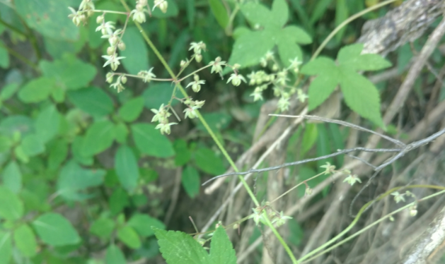 葎草怎么處理可以用來消炎？