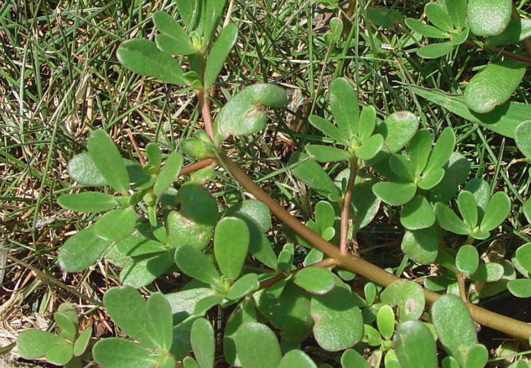 馬齒莧的形態(tài)特點(diǎn)和分布地區(qū)？