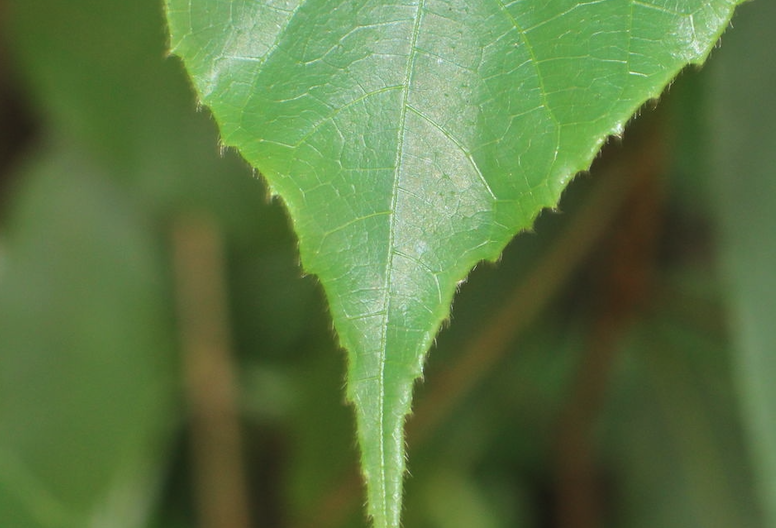 箭毒木對生長環(huán)境有什么要求？