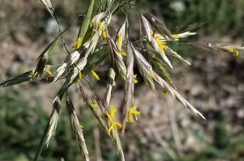 無芒雀麥對牲畜的適口性怎么樣？