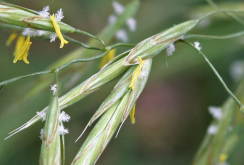 <strong>無(wú)芒雀麥的消化性能怎么樣？</strong>