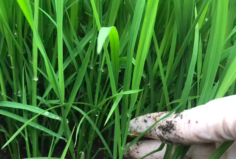 老芒麥的生態學特性？