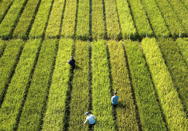 老芒麥分布地區(qū)廣泛嗎，適應(yīng)能力怎么樣？