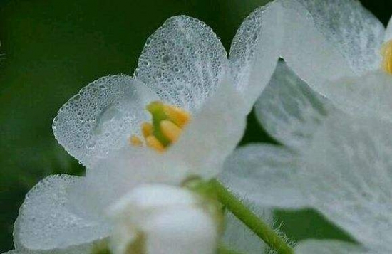 山荷葉花為什么會變透明？花瓣充滿水分，光線由反射變?yōu)檎凵渥兂赏该? src="/uploads/allimg/240324/21545354M-4.png" title="輪葉沙參" /></p>
	<h2>
		山荷葉花圖片欣賞</h2>
	<p>
		<img alt=