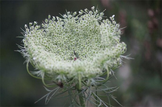 白芷種植技術，三個步驟手把手教你種植