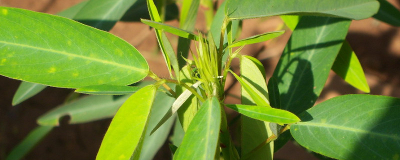 跳舞草是植物嗎