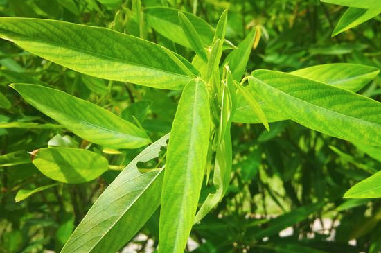 跳舞草是不是毒品原植物