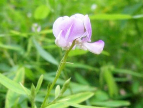 跳舞草為什么會跳舞，為求生鍛煉的一種特殊本領