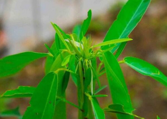 跳舞草為什么會跳舞，為求生鍛煉的一種特殊本領