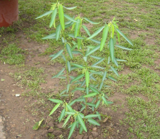 會“跳舞”的植物——跳舞草