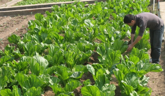 芥菜種子什么時候播種：7月下旬至10月可陸續播種，以8月份播種的產量最高