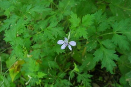 還亮草什么時候開花，花期大概在3～5月