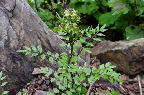 還亮草什么時候開花，花期大概在3～5月