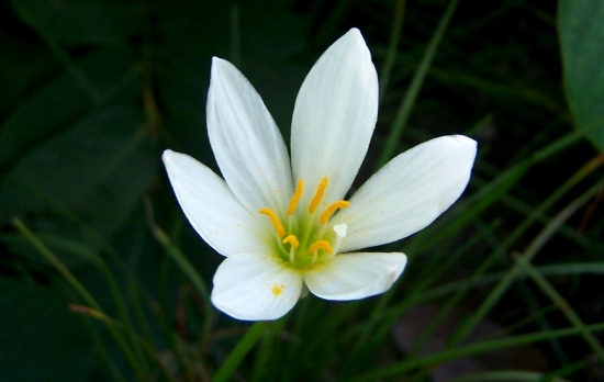 蔥蓮的花期，蔥蓮什么時(shí)候開花