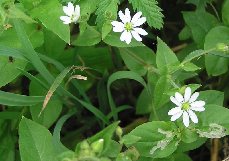 鵝腸菜冬天怎么維護？