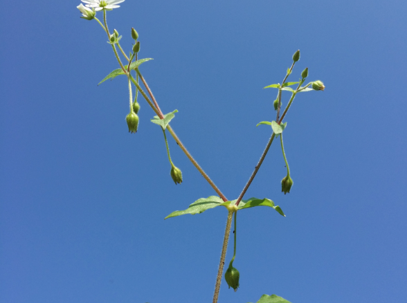 鵝腸菜怎么進行分枝繁殖？